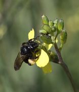 Der Blütenstand streckt sich. Besuch von einer Wildbiene. (Bild: W. Wohlers, JKI)