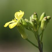 Die aufgegangenen Blüten stehen auf der Höhe der Knospen. (Bild: W. Wohlers, JKI)