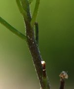 Die gestreckten Stängel sind nur noch schütter behaart. (Bild: W. Wohlers, JKI)