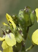 Bei der sich öffnenden Knospe ist zuerst die Narbe zu sehen, dahinter ein Rapsglanzkäfer. (Bild: W. Wohlers, JKI)