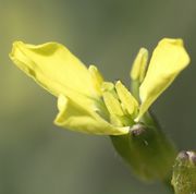 Vier der sechs Antheren stehen anfangs neben der Narbe. (Bild: W. Wohlers, JKI)