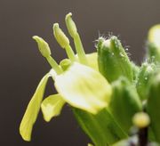 Die Antheren wachsen über die Narbe hinaus. (Bild: W. Wohlers, JKI)