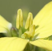 Die Antheren beginnen aufzureißen. Der hellgelbe Pollen wird sichtbar. (Bild: W. Wohlers, JKI)