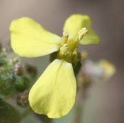 Rechts oben eine vollständig geöffnete Anthere, auf der noch der Pollen sitzt. (Bild: W. Wohlers, JKI)