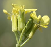 Blüten von der Seite aufgenommen. Sehen die Kelchblätter aus wie ein Schnabel? (Bild: W. Wohlers, JKI)