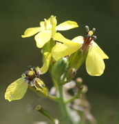 In der Blüte links unten sind sechs Antheren zu sehen. (Bild: W. Wohlers, JKI)