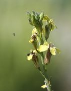 Es werden immer noch Knospen gebildet. Links kommt eine kleine Erzwespe angeflogen, darunter auf der Blüte ein Kohl-Erdfloh Phyllotreta nemorum. (Bild: W. Wohlers, JKI)