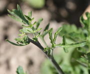 Triebende mit Stängelblättern und Knospen. (Bild: W. Wohlers, JKI)