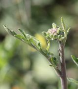 Die Knospen stehen noch kompakt zusammen. (Bild: W. Wohlers, JKI)