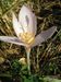 Colchicum-autumnale Biel-10 BIB.jpg