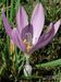 Colchicum-autumnale Biel-1 BIB.jpg