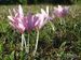 Colchicum-autumnale Biel-2 BIB.jpg