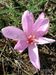 Colchicum-autumnale Biel-3 BIB.jpg