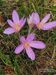 Colchicum-autumnale Schoenfelder BIB.jpg