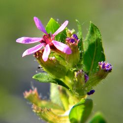 alt=Description de l'image Colombian waxweed (5736084223).jpg.