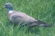 Ringeltaube (Columba palumbus), Foto von T. Trilar