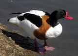 Schlanke, an Enten erinnernde Gänse