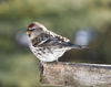 Common Redpoll, Cloud Bay, Ontario (3302955299).jpg