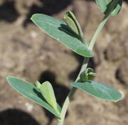 Im noch zusammengerollten Blatt ist bereits ein zweites Blatt zu sehen. (Bild: W. Wohlers)