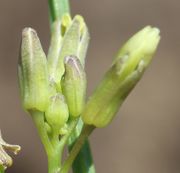 Die anfangs rundlichen Knospen strecken sich. (Bild: W. Wohlers)