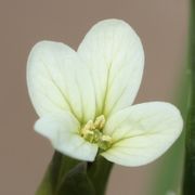 Die Antheren sind gerade geplatzt und entlassen den hellgelben Pollen. (Bild: W. Wohlers)