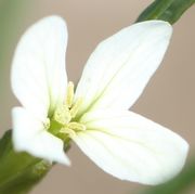 Antheren und vor allem die Narbe wachsen aus den Kronblättern heraus. (Bild: W. Wohlers)