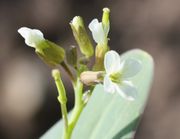 Blüten, Knospen und kleine Schoten. (Bild: W. Wohlers, JKI)