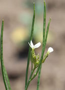 Die Blüten werden weit von den Schoten überragt. (Bild: W. Wohlers)