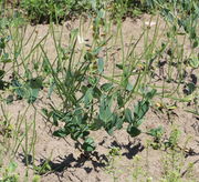 Nach der Blüte ist er aufgrund der langen Schoten kaum zu verwechseln. (Bild: W. Wohlers)