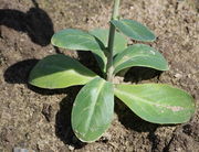 Meistens wird eine Rosette gebildet. Deren Blätter sind ca 2 cm breit und 3 cm lang. (Bild: W. Wohlers)