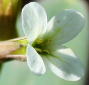 Ackerkohl - Conringia orientalis  (Bild: W. Wohlers, JKI)