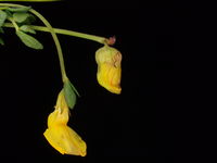 Von Contarinia loti befallene (oben) und normal entwickelte Blüte (unten) von Lotus corniculatus (Foto: Siegfried Kehl)