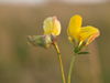 Blütenstand von Lotus corniculatus. Die linke Blüte ist von Contarinia loti befallen. Sie ist verdickt und bleibt geschlossen (Foto: Siegfried Kehl)