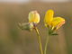 Blütenstand von Lotus corniculatus. Die linke Blüte ist von Contarinia loti befallen. Sie ist verdickt und bleibt geschlossen (Foto: Siegfried Kehl)