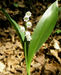 Convallaria majalis 2 (G. Nitter).jpg