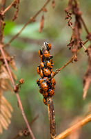 Convergent-ladybugs8.jpg