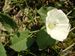 Convolvulus-arvensis Biel-1 BIB.jpg