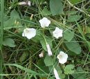 Convolvulus arvensis7 ies.jpg