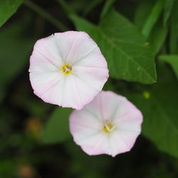 Blüten – Alice Kracht, CC BY-SA 4.0
