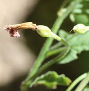 Die vertrocknete Blüte bleibt selten lange an den Kelchblättern hängen, meistens schaut nur noch der Griffel heraus. (Bild: W. Wohlers)