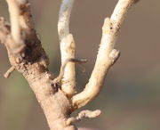 Auch zwei Seitentriebe an einem Blättchen sind möglich. Rechts eine Knospe, aus der ein neuer Trieb sprießt. (Bild: W. Wohlers)