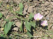 Obwohl die Blüten so schön sind, werden Ackerwinden nicht gerne gesehen, auch im Garten nicht, weil sie alles überwuchert. (Bild: W. Wohlers, JKI)