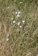 Im hohen Gras klettert sie an den Gräsern hoch. (Bild: W. Wohlers)