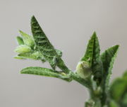 Ein junger Trieb mit nur zwei Knospen. Die mittlere scheint sich nicht zu entwickeln. (Bild: W. Wohlers)