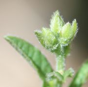 Mehrerer Knospen an einem jungen Trieb. (Bild: W. Wohlers)