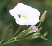 Die im Durchmesser 3 cm großen Blüten können weiß oder rosa sein. (Bild: W. Wohlers, JKI)