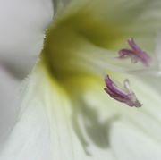 Der Pollen ist durchsichtig weiß, hier gegenüber den Antheren an den Kronblättern zu sehen. (Bild: W. Wohlers)