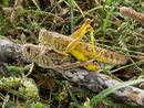 Copulating desert locust pair.jpg