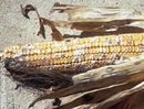 Corn mold.jpg