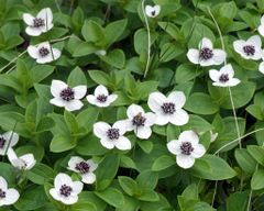 Cornus Suecica Bothnian Bay 2006 06 26.JPG